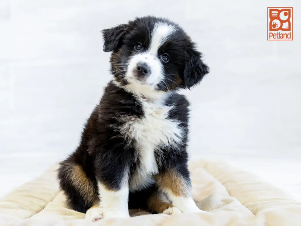 Australian Shepherd Image #1