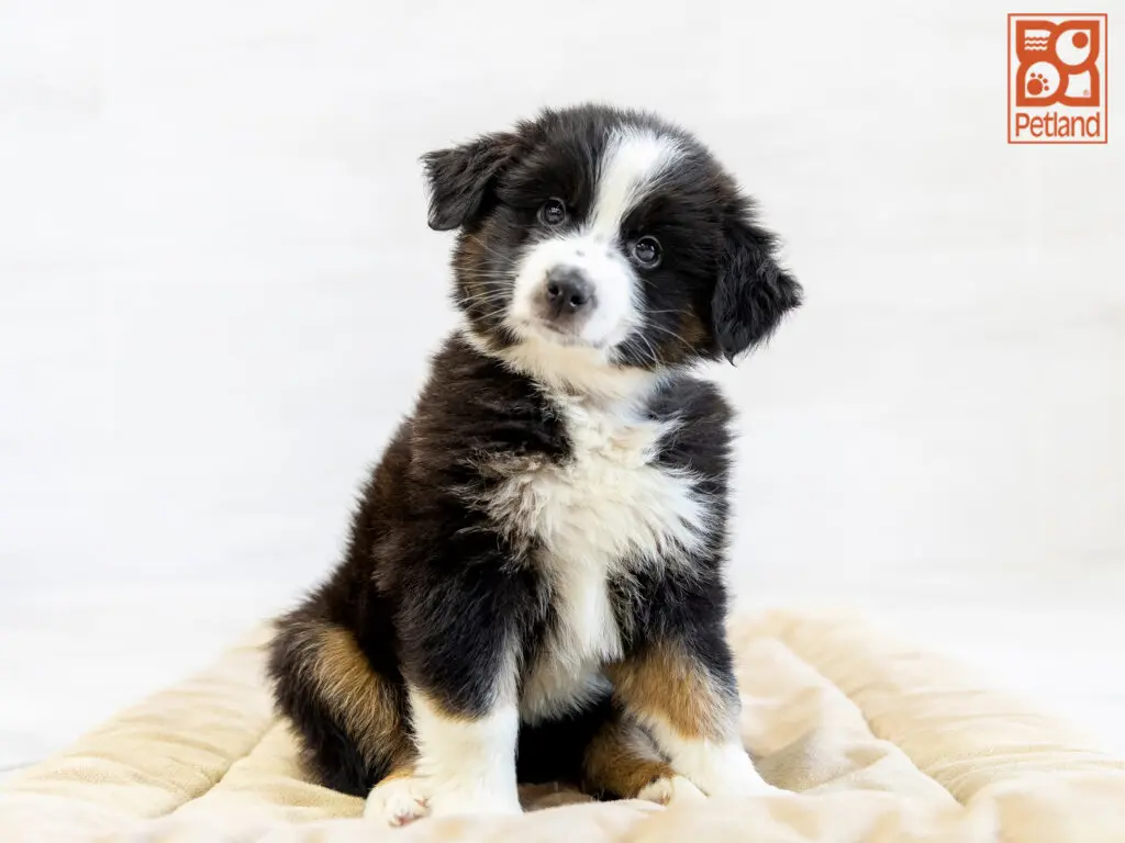 Australian Shepherd Image #1