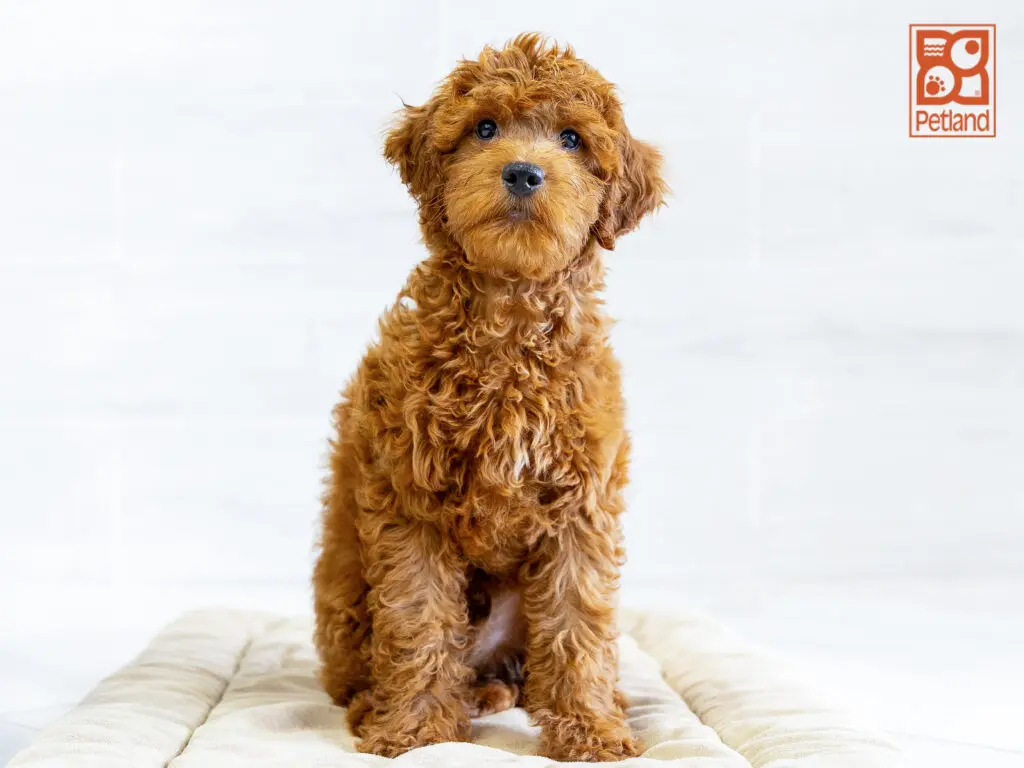 Mini Goldendoodle 2nd Gen Image #1