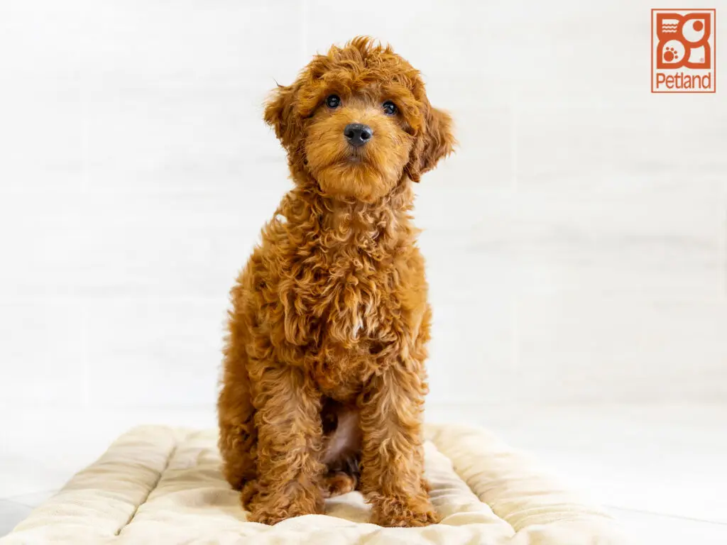 Mini Goldendoodle 2nd Gen Image #1