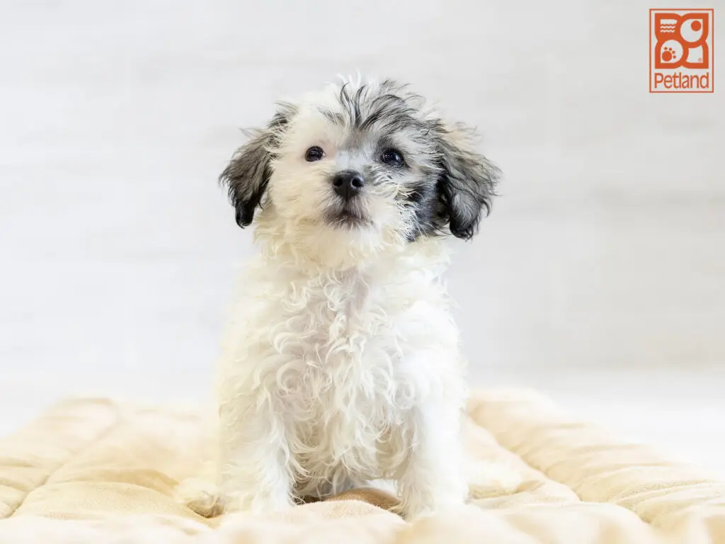 Havanese Image #1