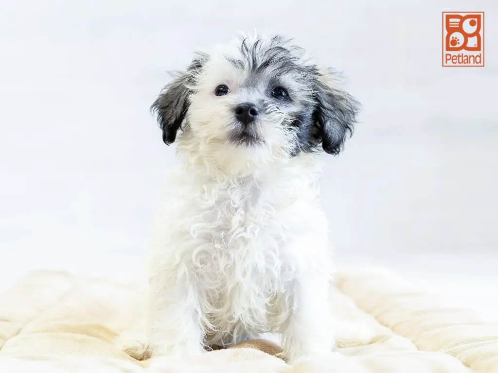 Havanese Image #1