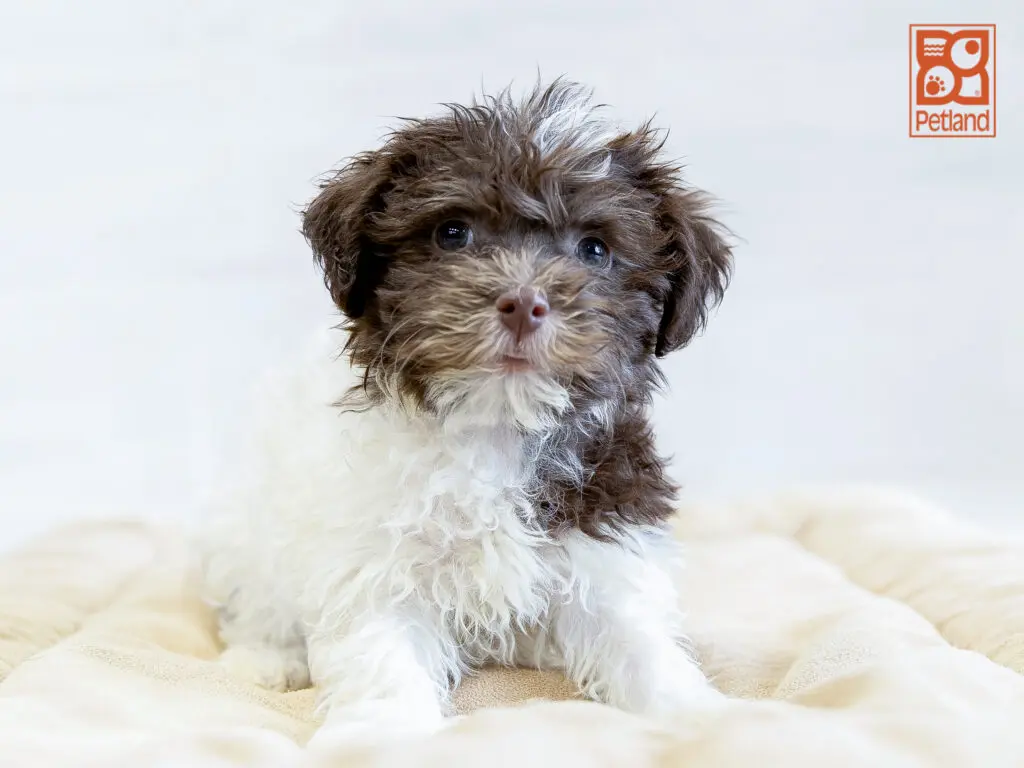 Havanese Image #1