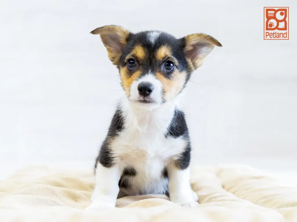 Pembroke Welsh Corgi Image #1