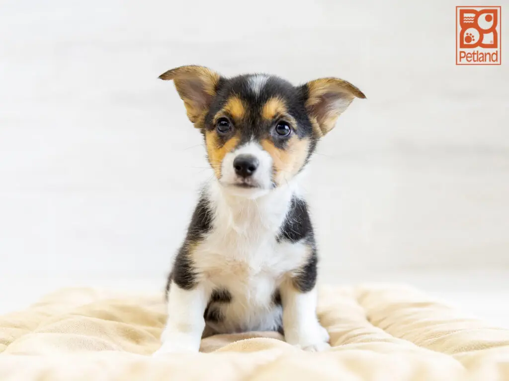 Pembroke Welsh Corgi Image #1