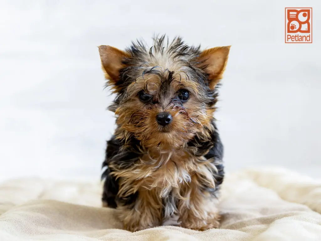 Yorkshire Terrier Image #1