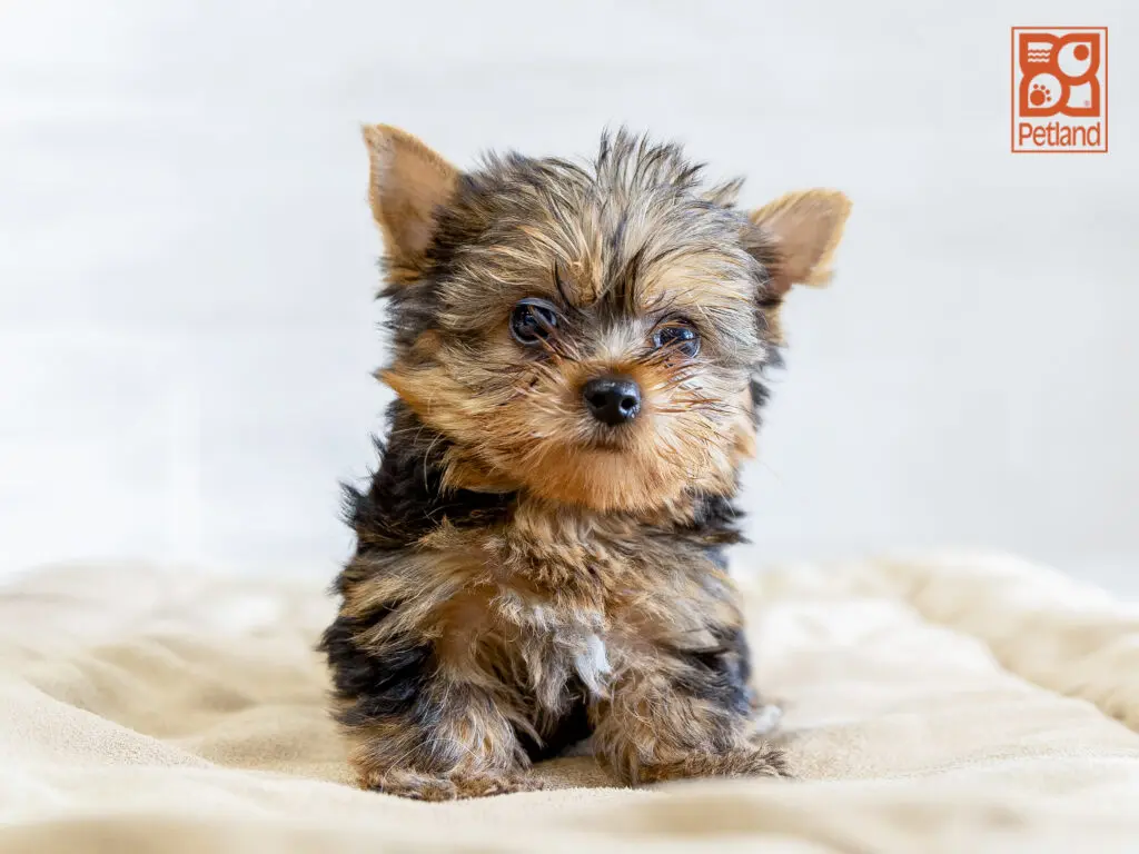 Yorkshire Terrier Image #1