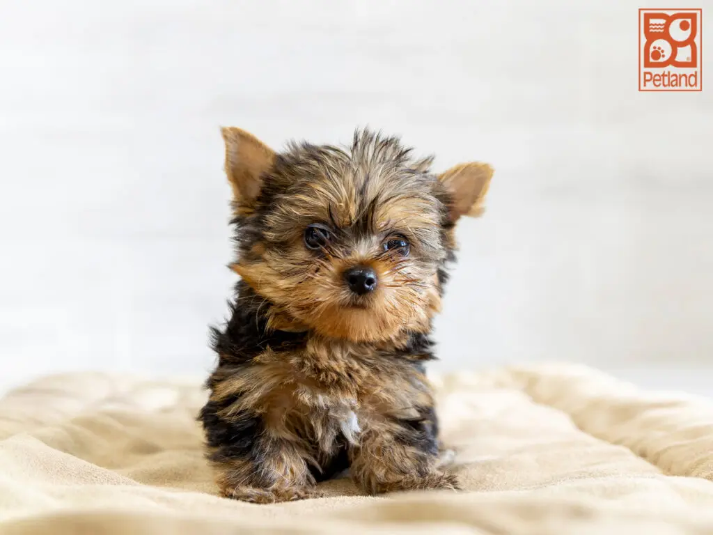 Yorkshire Terrier Image #1