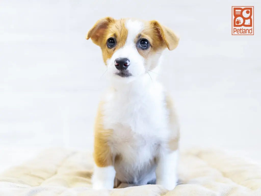 Pembroke Welsh Corgi Image #1