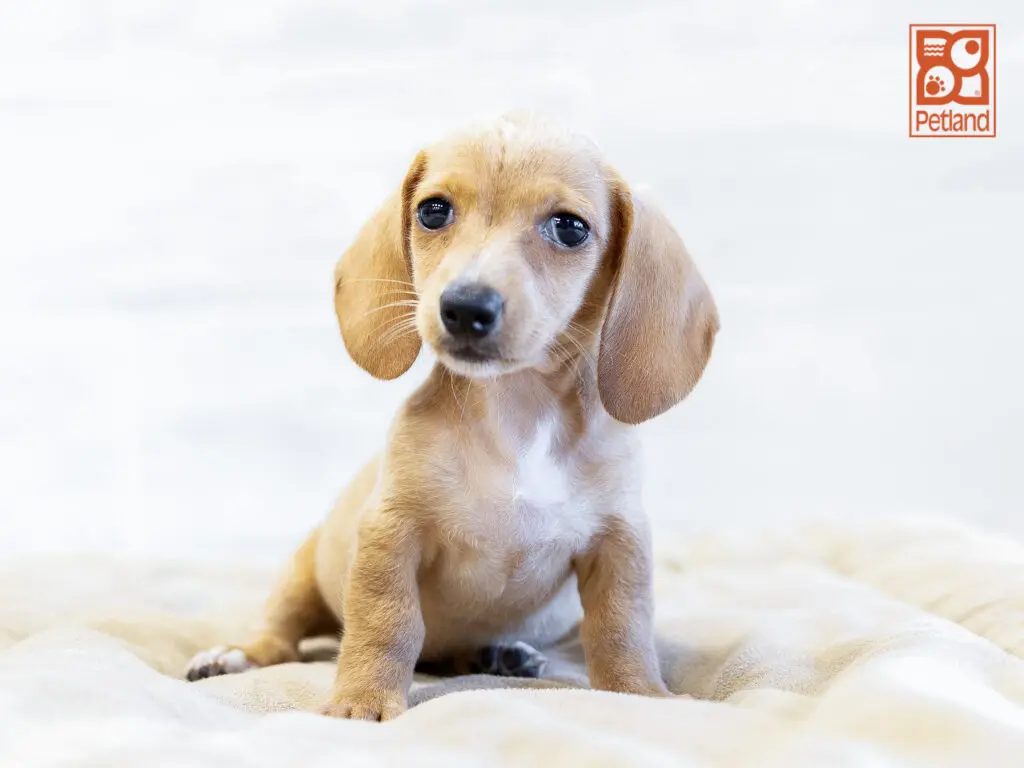 Dachshund Image #1