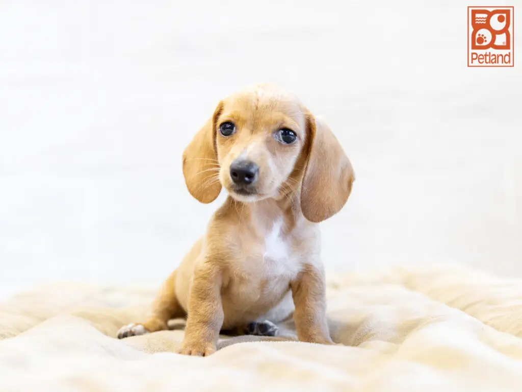 Dachshund Image #1