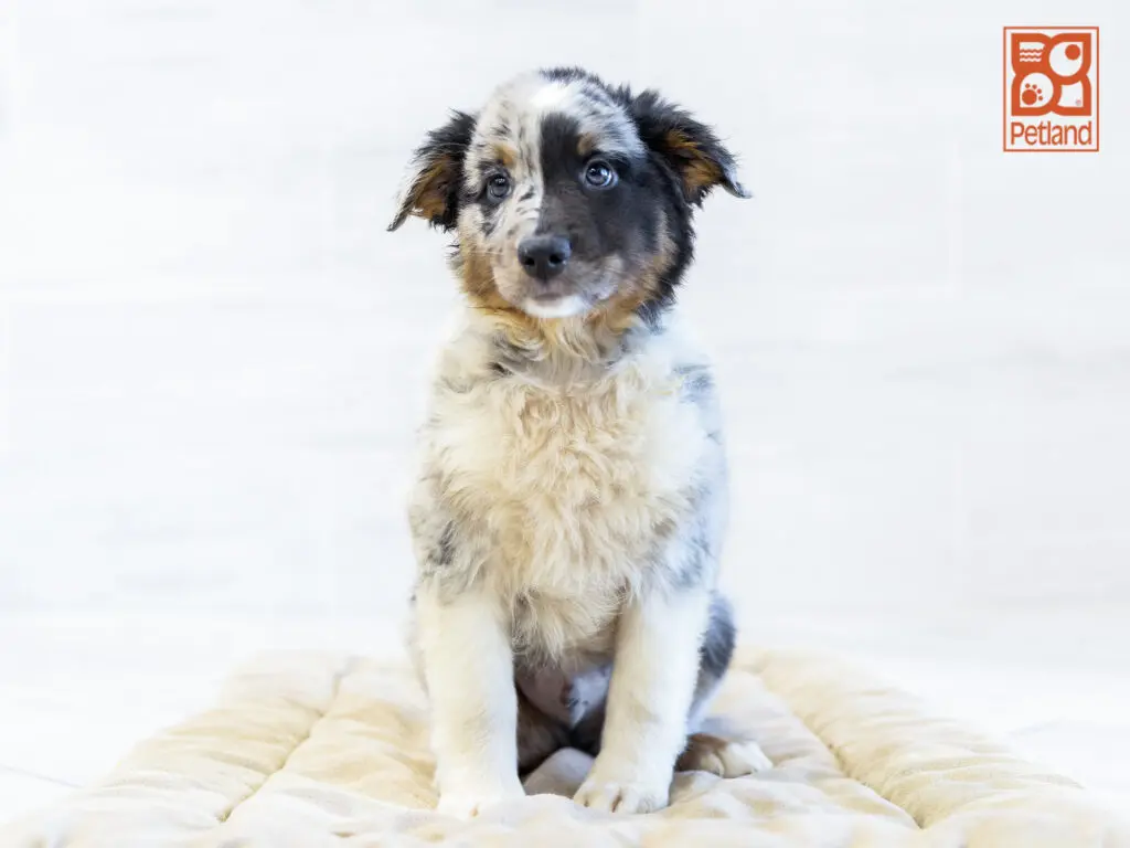 Australian Shepherd Image #1