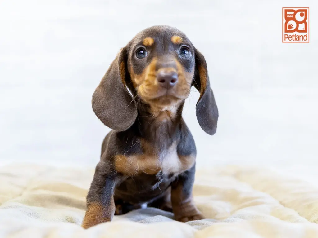 Dachshund Image #1