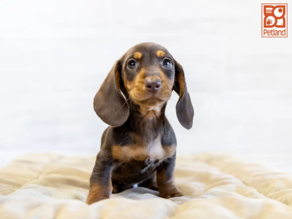 Dachshund Image #1