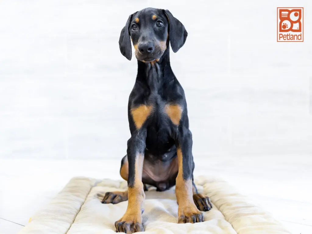 Doberman Pinscher Image #1