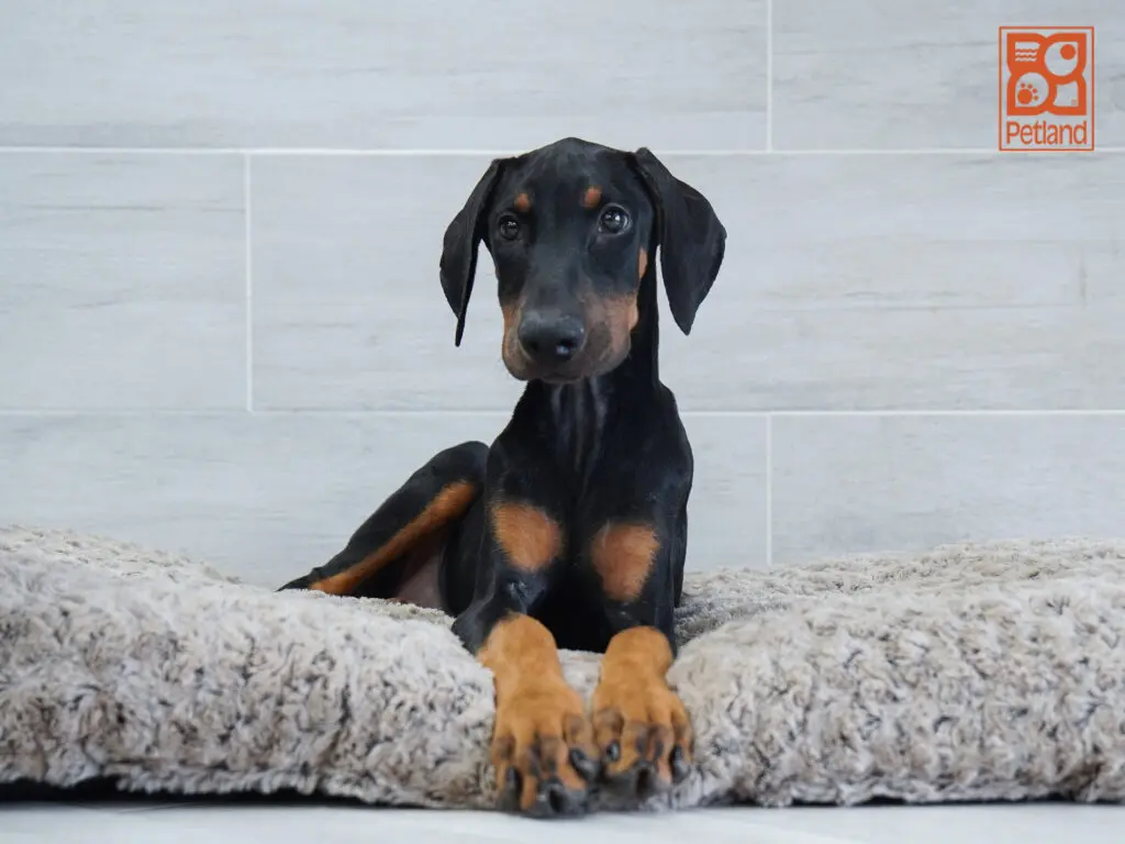 Doberman Pinscher Image #1