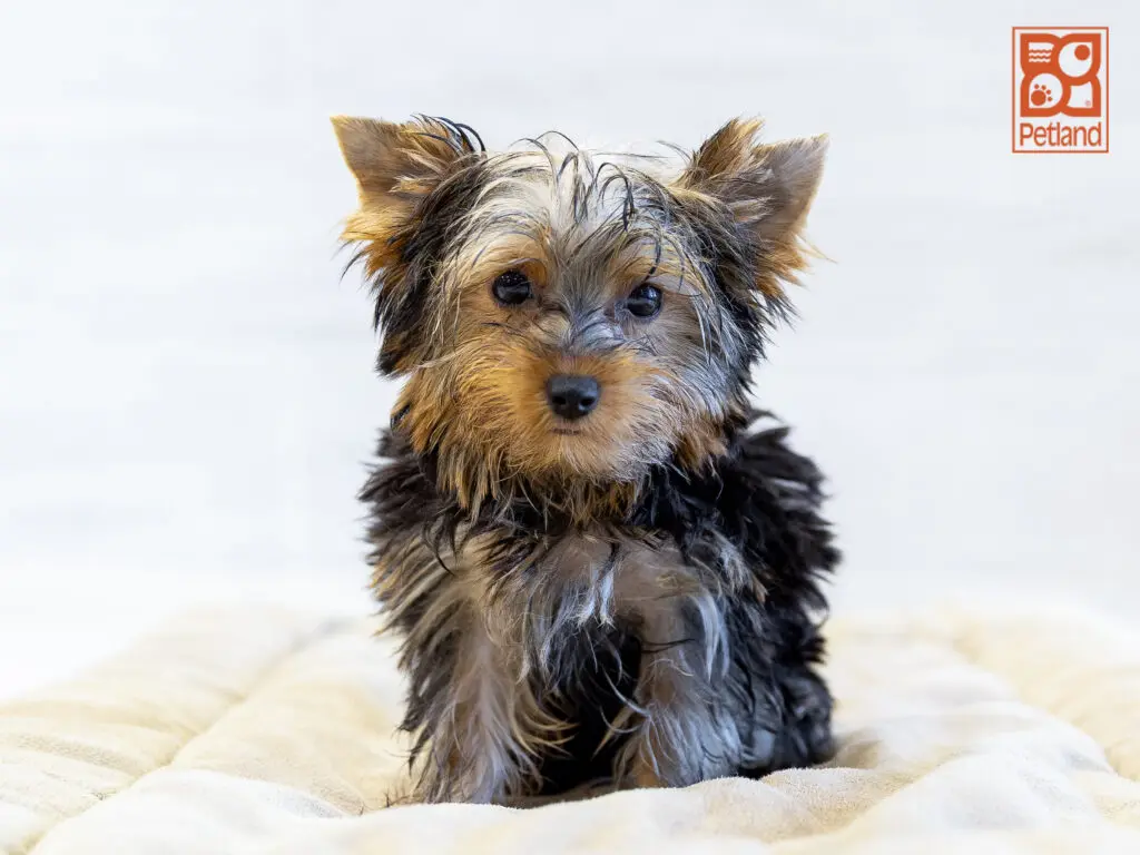 Yorkshire Terrier Image #1
