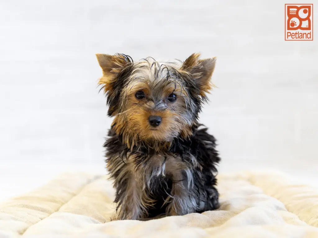 Yorkshire Terrier Image #1