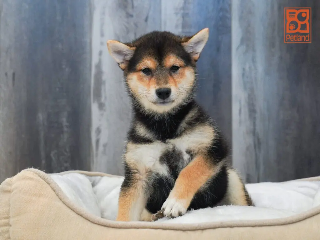 Shiba Inu Image #1