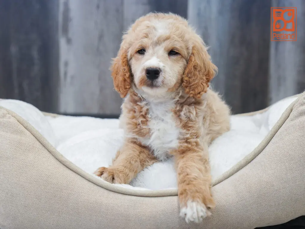 Mini Goldendoodle 2nd Gen Image #1