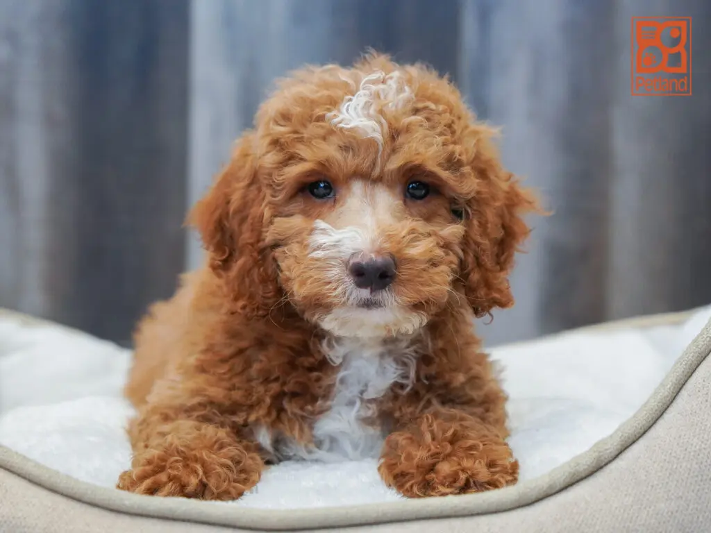 Mini Goldendoodle 2nd Gen Image #1