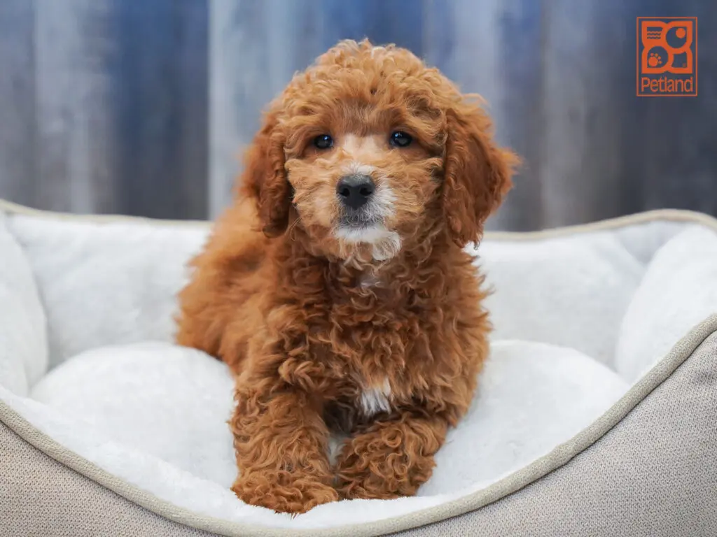 Mini Goldendoodle 2nd Gen Image #1