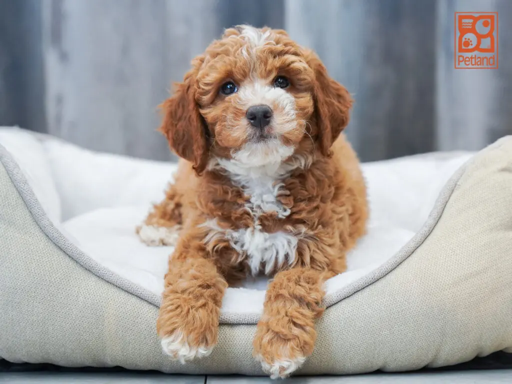 Mini Goldendoodle 2nd Gen Image #1