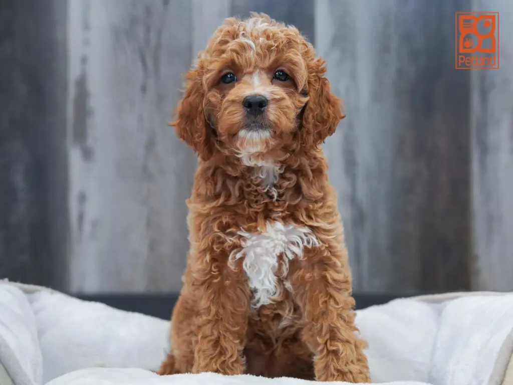Mini Goldendoodle 2nd Gen Image #1