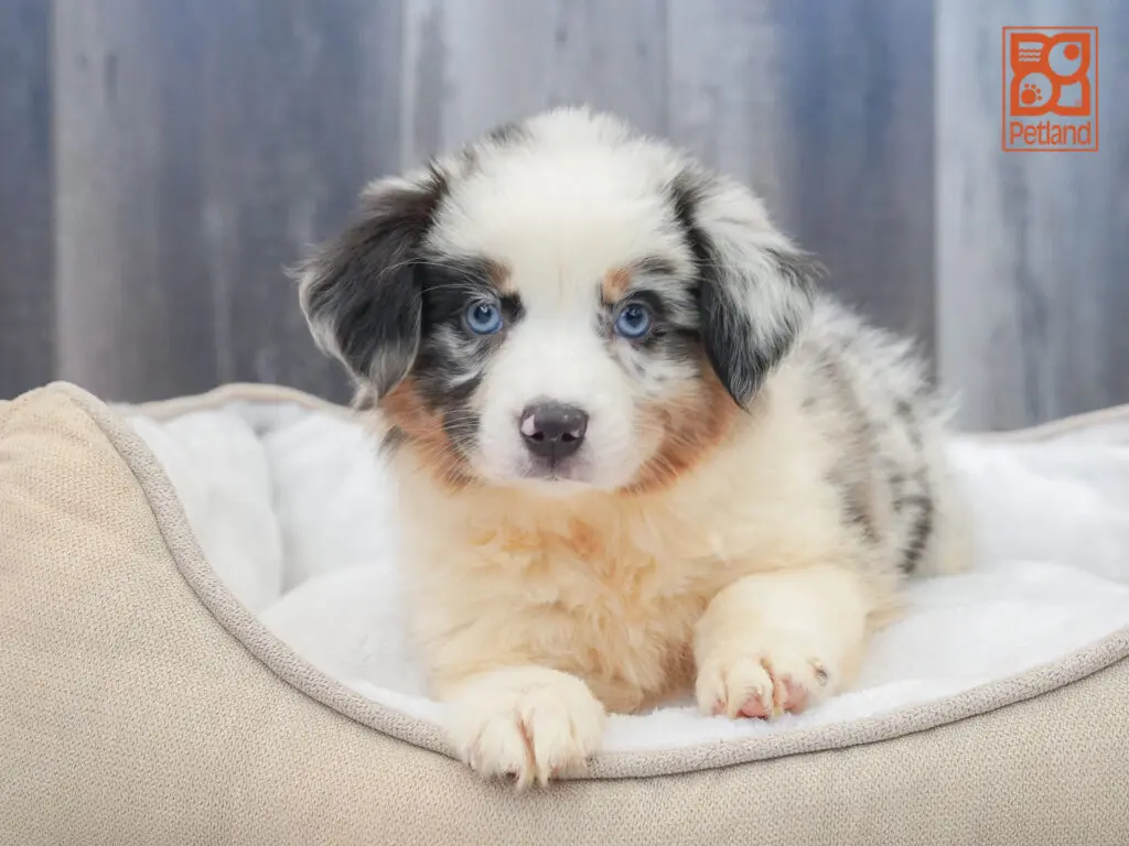 Australian Shepherd Image #1