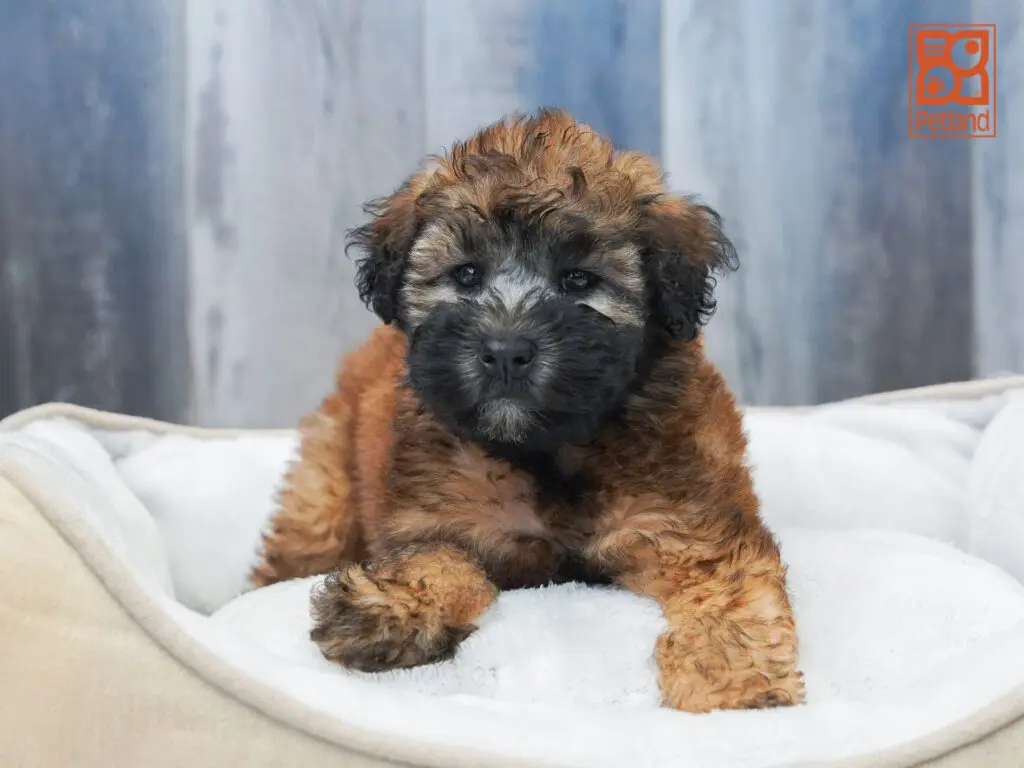 Soft Coated Wheaten Terrier Image #1