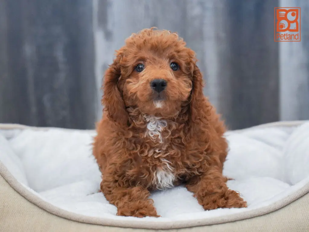 Mini Goldendoodle 2nd Gen Image #1