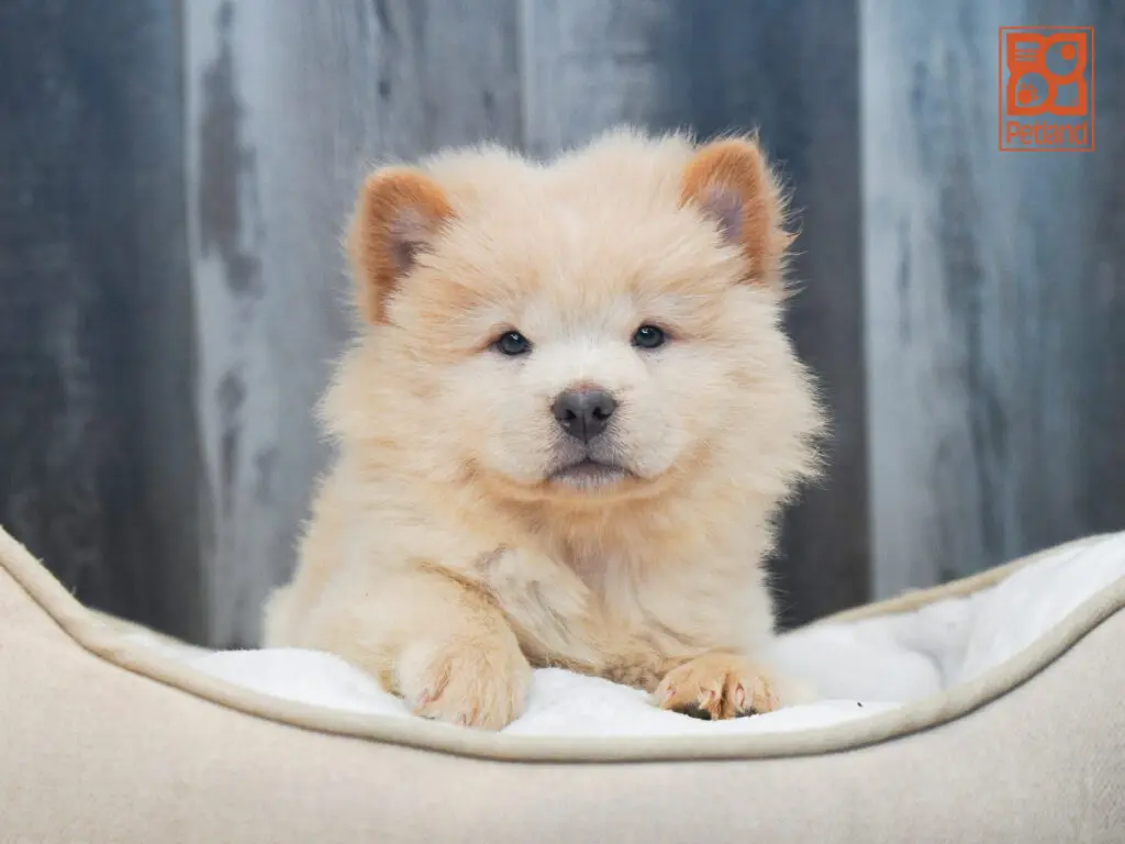 Chow Chow Image #1