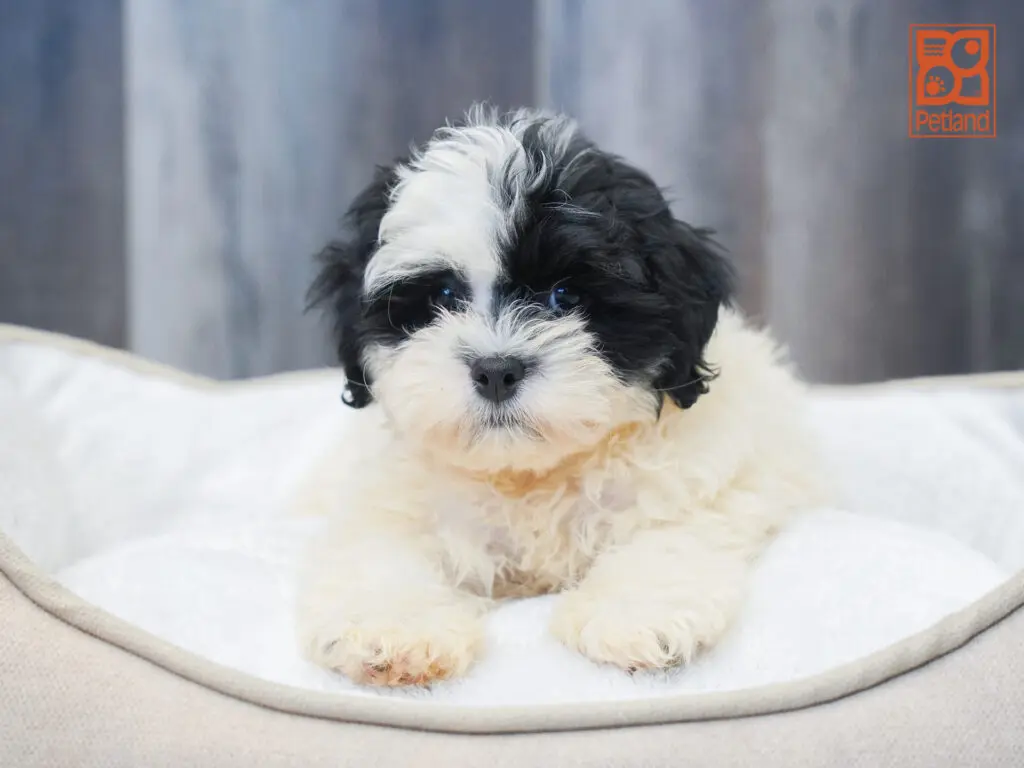 Shihpoo Image #1