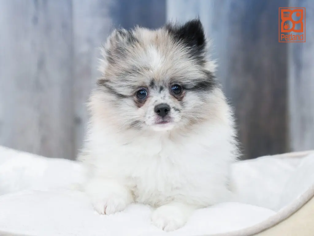 Pomeranian Image #1