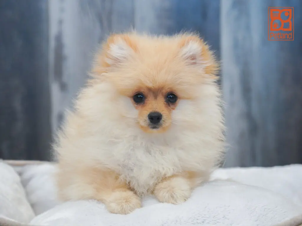 Pomeranian Image #1