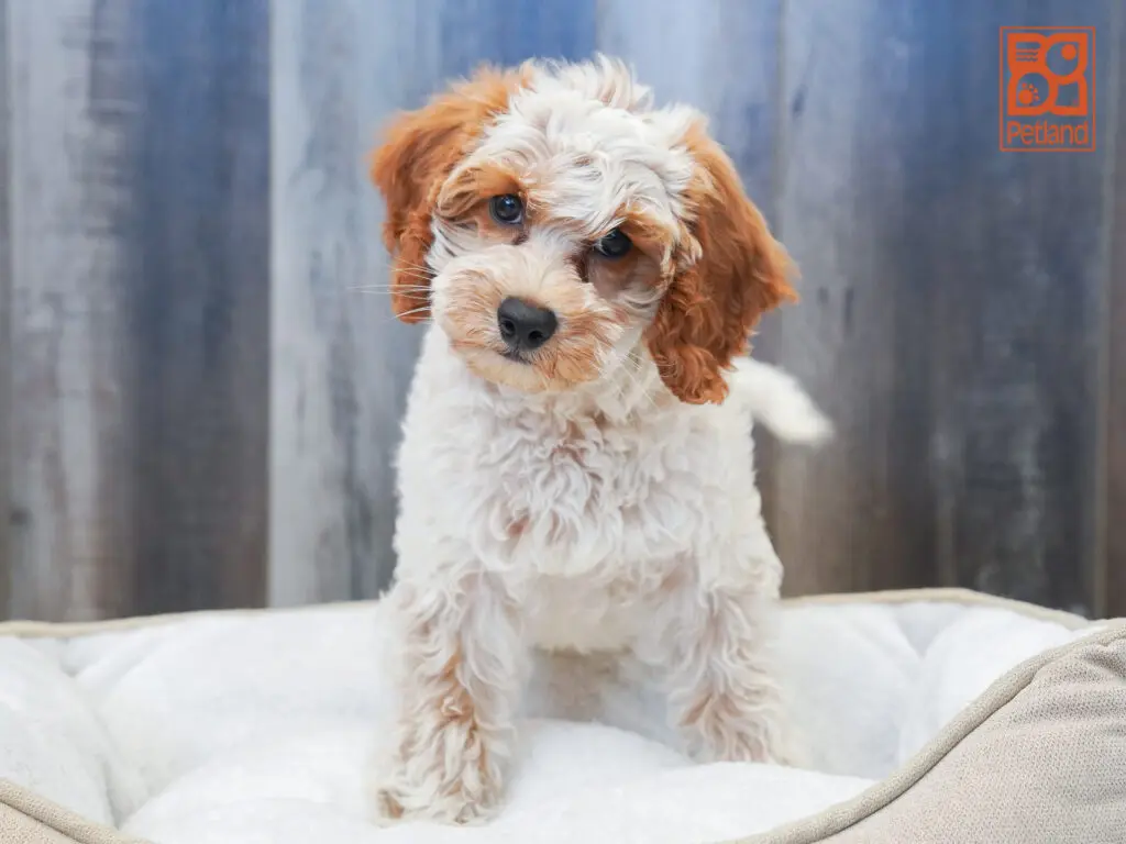 Mini Bernadoodle 2nd Gen Image #1