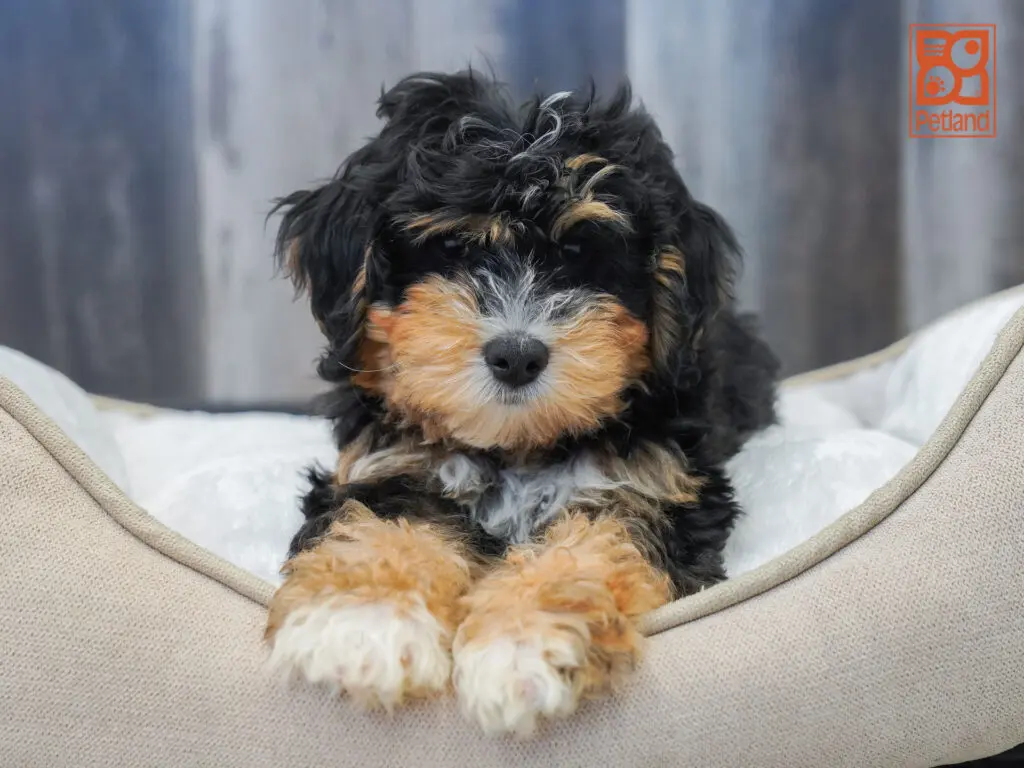 Mini Bernadoodle Image #1