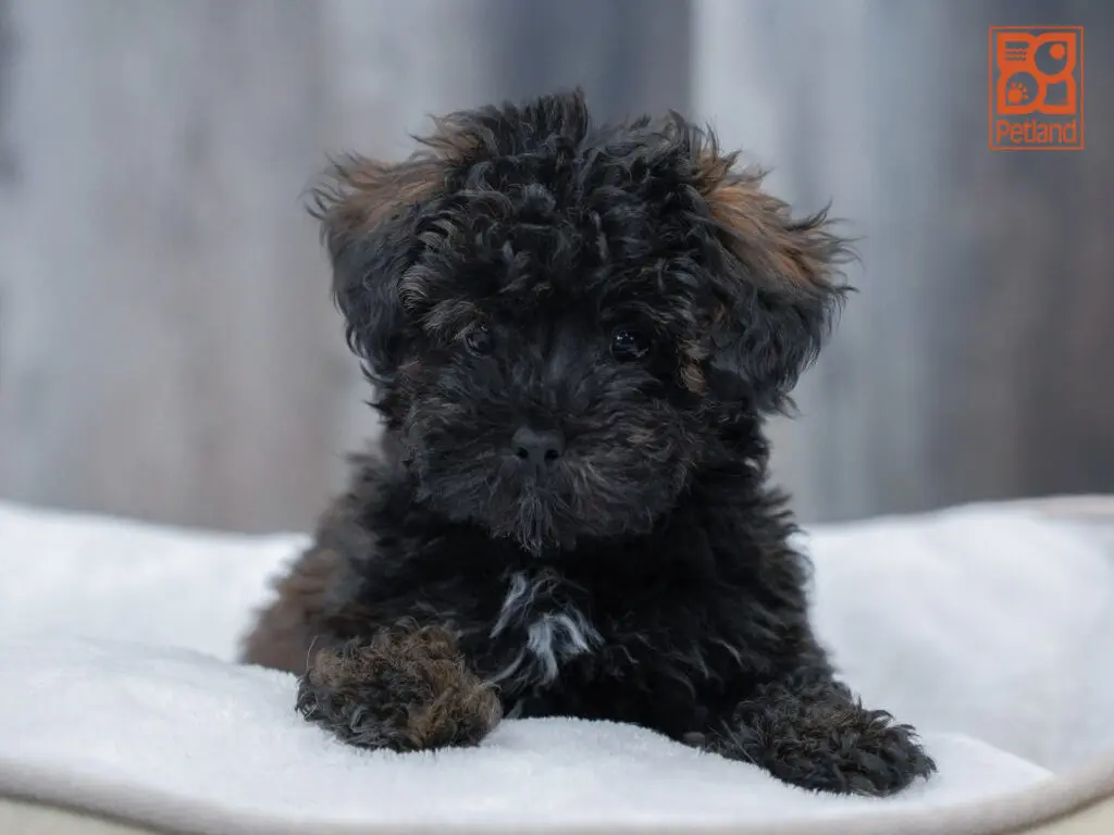 Schnoodle Image #1