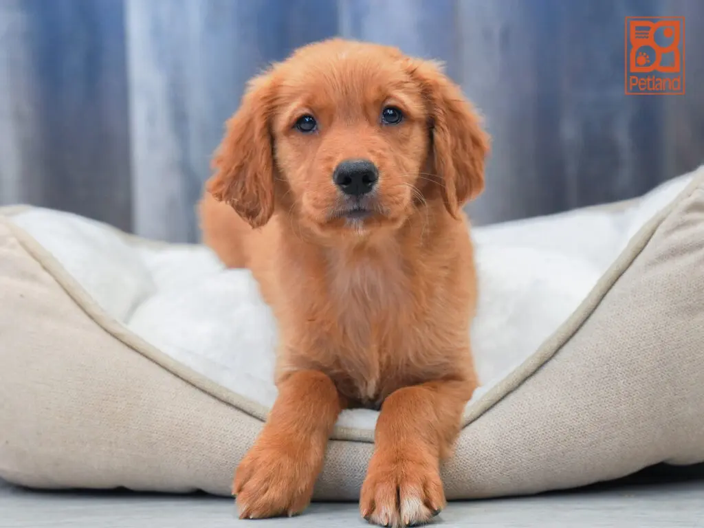 Golden Retriever Image #1