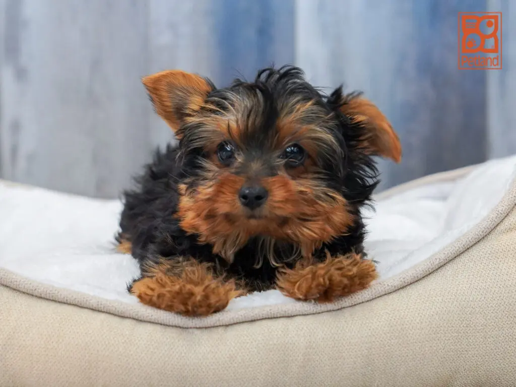 Yorkshire Terrier Image #1