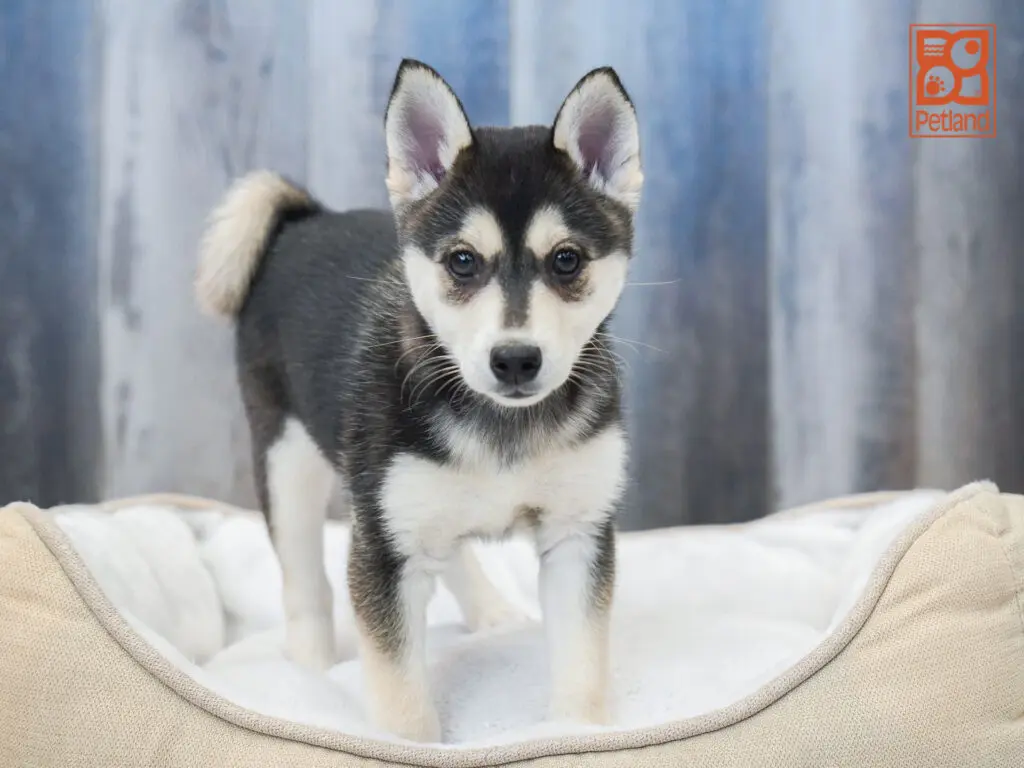 Alaskan Klee Kai Image #1