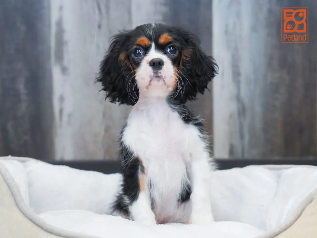Cavalier King Charles Spaniel Image #1