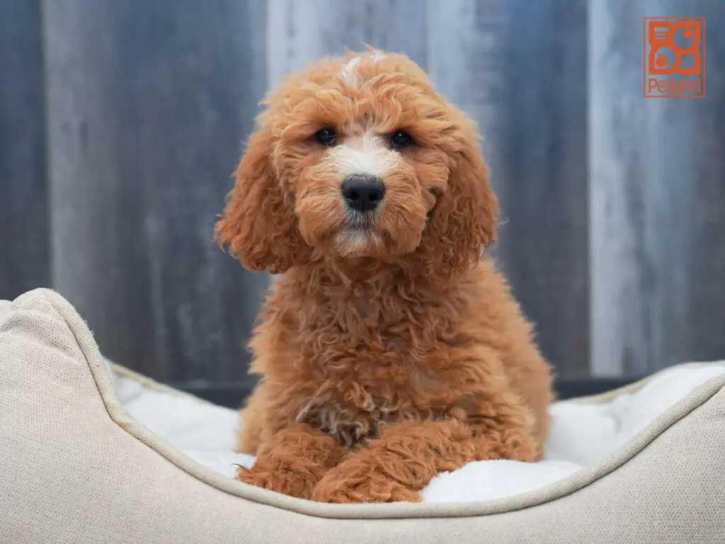 Goldendoodle 2nd Gen Image #1