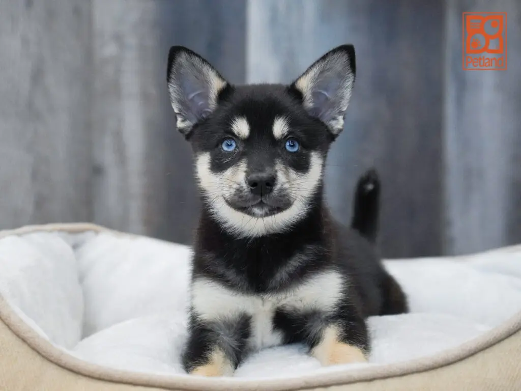 Alaskan Klee Kai Image #1