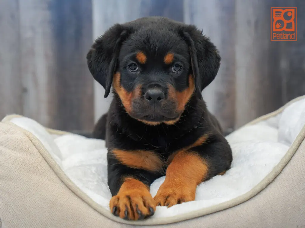 Rottweiler Image #1