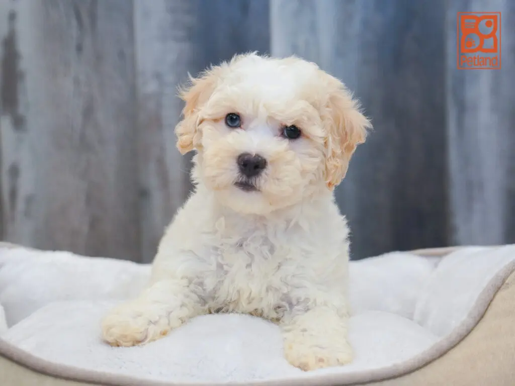 Bichonpoo Image #1