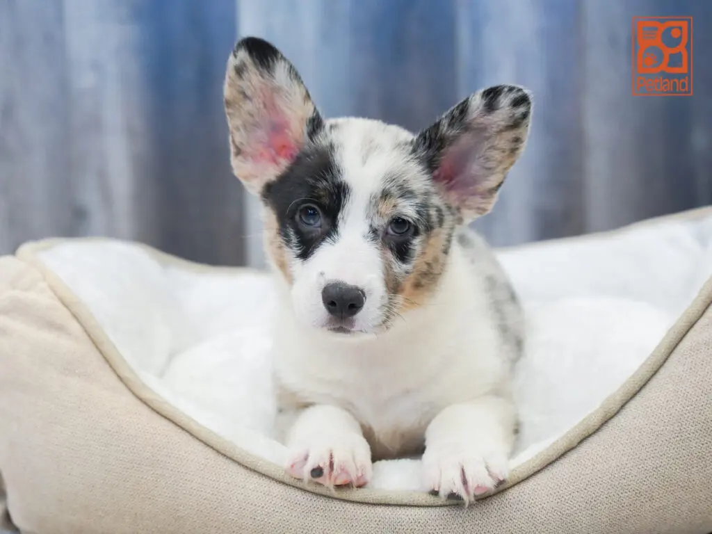 Cardigan Welsh Corgi Image #1