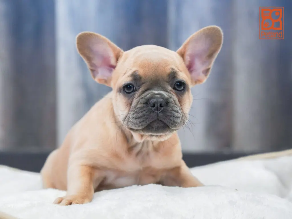 French Bulldog Image #1