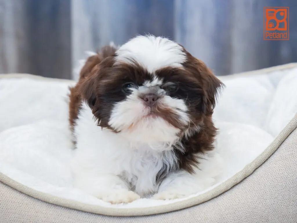 Shih Tzu Image #1