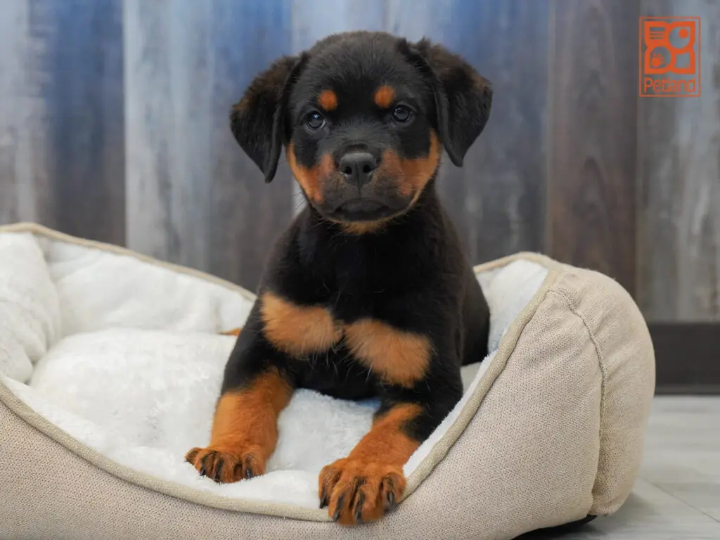 Rottweiler Image #1